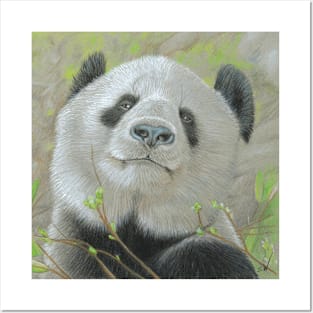 Panda Colured Pencil Drawing Posters and Art